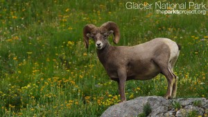 Bighorn sheep in Glacier Park - The Parks Project
