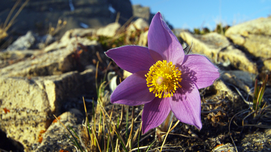 Pasque Flower in Glacier National Park