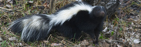 Glacier Wildlife - Skunk