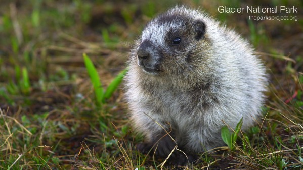 Baby Marmot in Glacier National Park.