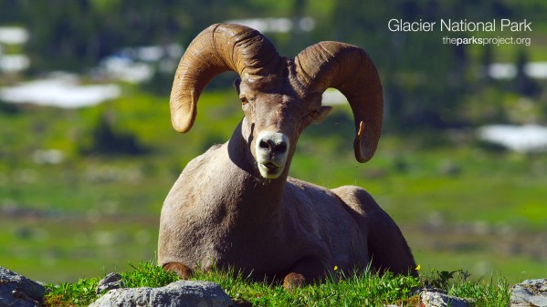 Bighorn Sheep at Logan Pass